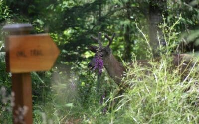 Native of the Month: Black-tailed deer