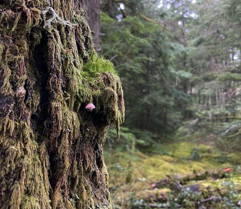 Bogfoot and the Goblins Gold for Tell a Fairy Tale Day