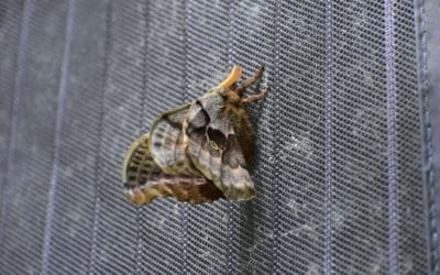 Native of the Month: Moth-er of all Lepidopterans: the Mighty Moths