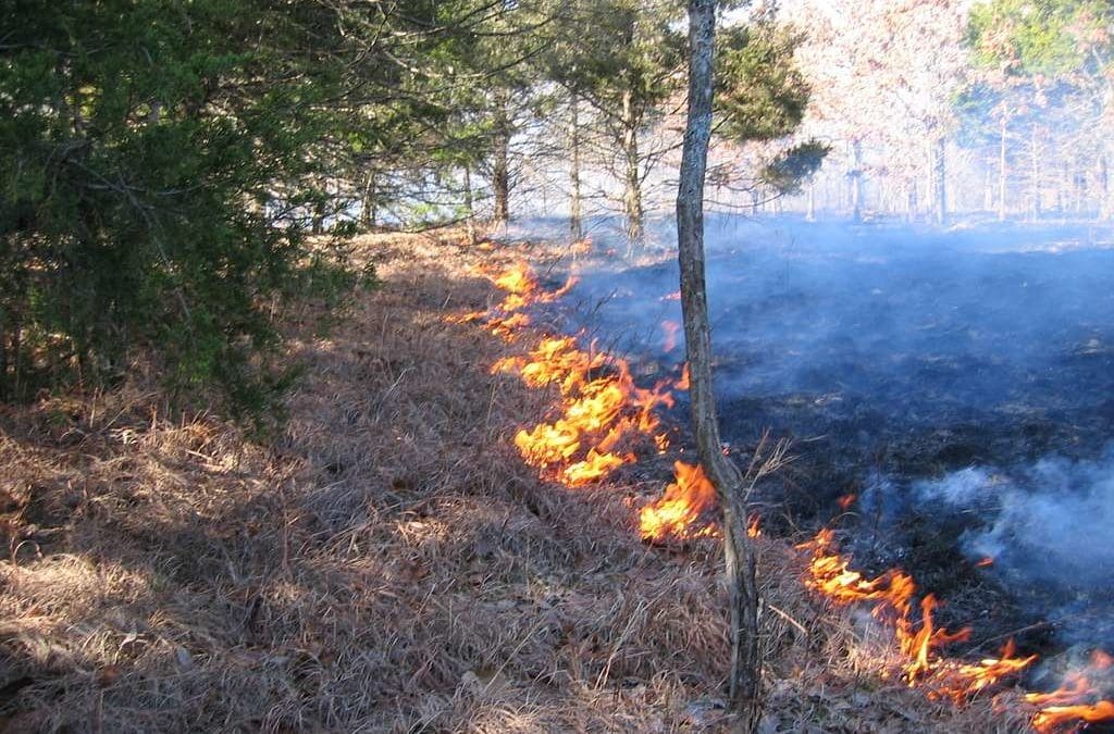 Indigenous Fire Practices Shape our Land