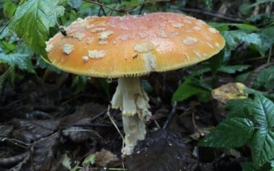 Native of the Month: Mushrooms