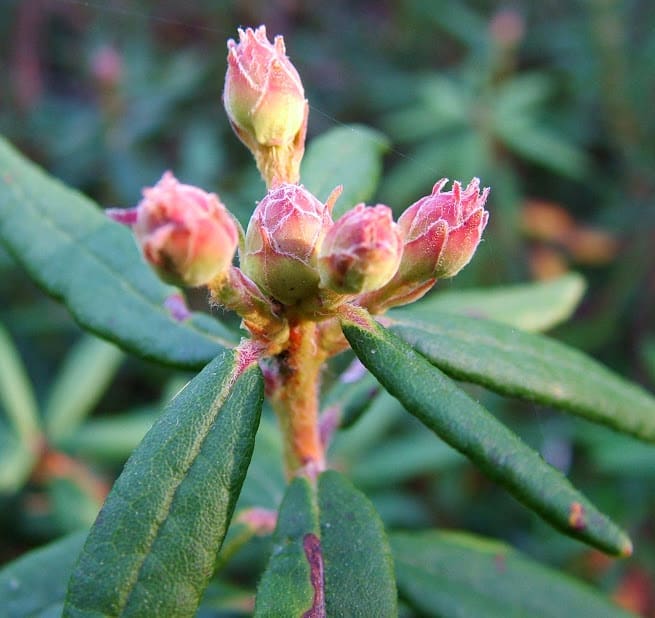 Labrador Tea