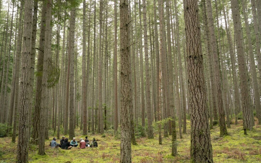 Guided Forest Meditation