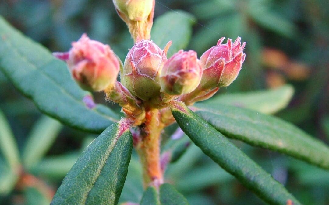 Guided Nature Walk: Extremophile Plants