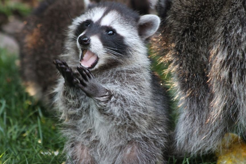 A Thank You Letter to Our Native Raccoons